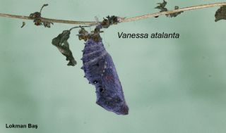 Resim 3. Vanessa atalanta (Argynnidae) pupası (6 günlük).