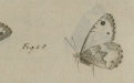 Bonelli (1826: 177-179, 187, pl. II şek. 1) [www.biodiversitylibrary.org'da telif hakkı içermeyen taramalardan sonra]